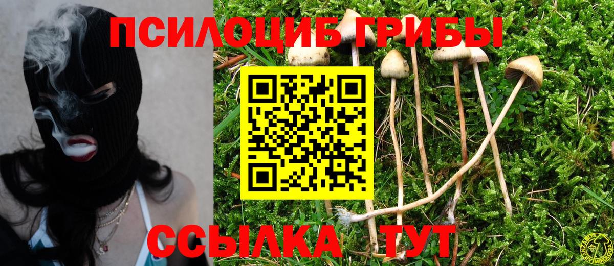 наркотики  Вход с VPN  Камень-на-Оби  Псилоцибиновые грибы мицелий 